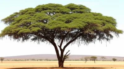 Illustration acacia - Image 2