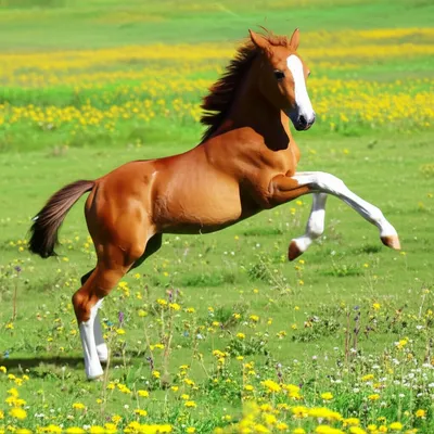 Illustration colt - Image 1