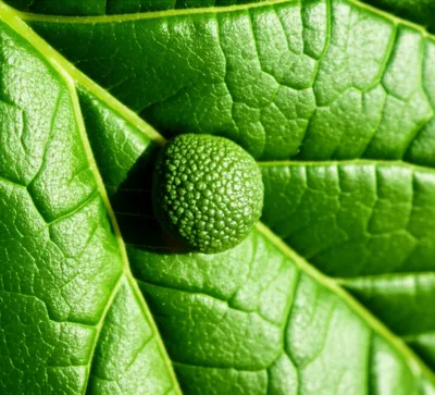 Illustration gall - Image 1