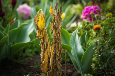 Illustration symptoms - Image 1