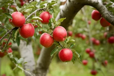 Hình ảnh minh họa sp - Ảnh 1