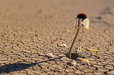 Illustration dwindled - Image 1