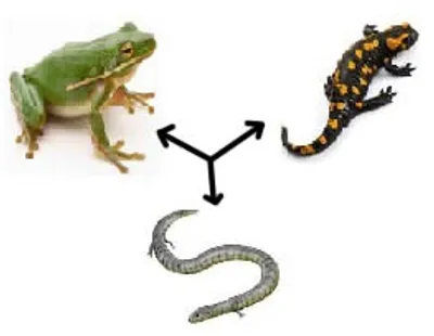 Illustration amphibian - Image 2