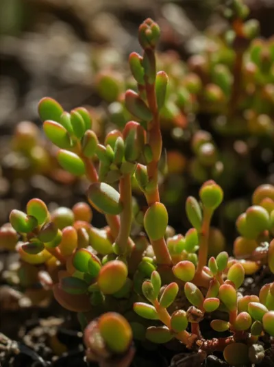 Illustration purslane