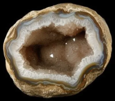 Illustration shell - Image 1