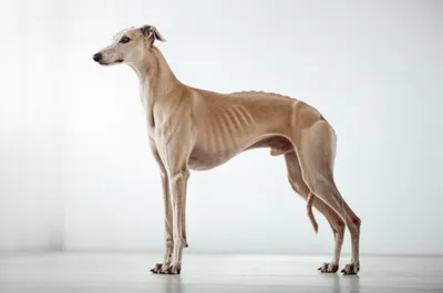 Illustration leans - Image 1