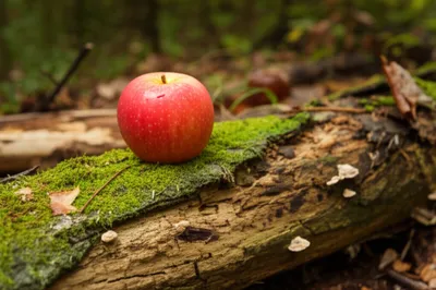 Illustration rot - Image 1