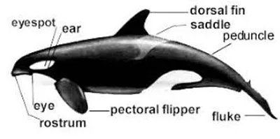 Illustration rostrum - Image 2