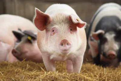 Illustration grunt - Image 1