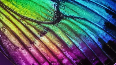 Illustration scales - Image 1