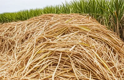 Illustration bagasse - Image 1