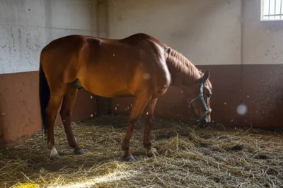 Illustration heaves - Image 1