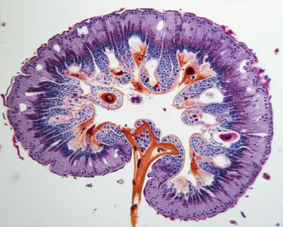 Illustration histology - Image 1