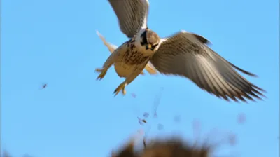 Illustration bating - Image 1