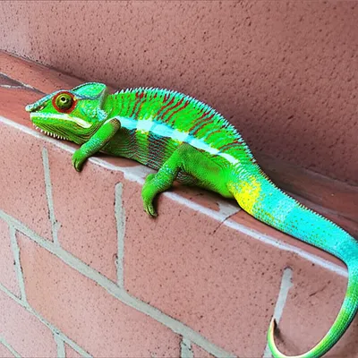 Illustration escaping - Image 1