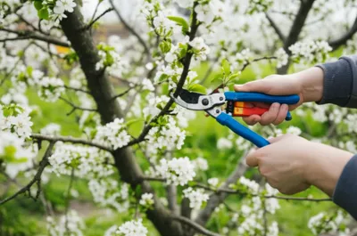 Illustration prunes - Image 1