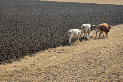 Illustration acer - Image 1