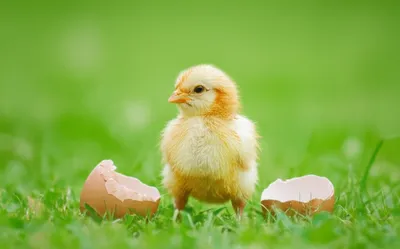 Hình ảnh minh họa raw - Ảnh 1