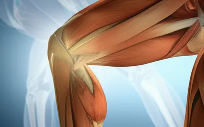 Illustration joints - Image 1