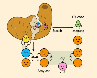 Illustration maltose