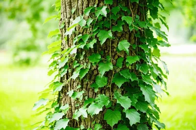 Illustration attachments