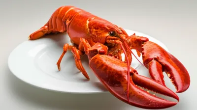 Illustration scampi - Image 1