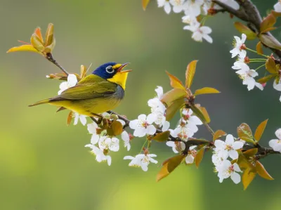 Illustration lyric - Image 1