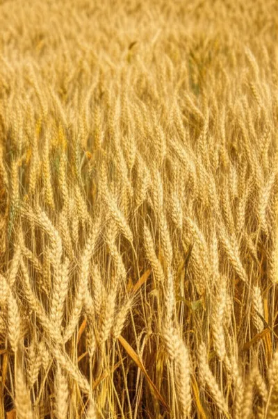 Illustration hummel - Image 1