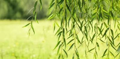 Illustration flagging - Image 1