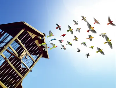 Illustration prerelease - Image 1