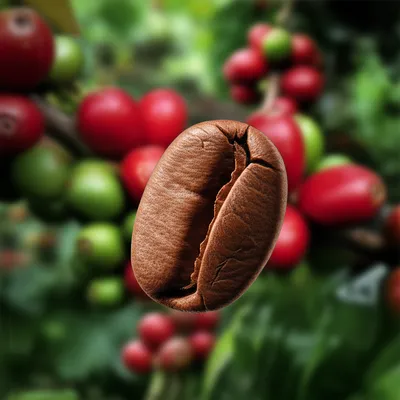 Illustration berry - Image 1