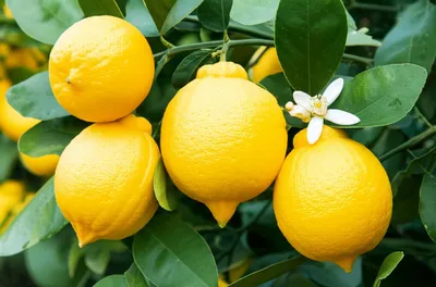 Illustration citrons - Image 1