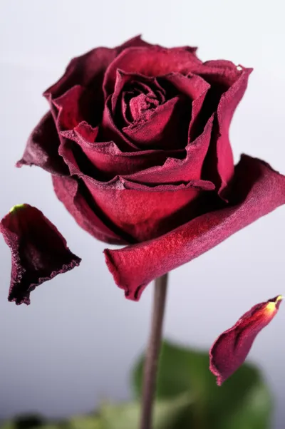 Illustration faded - Image 1