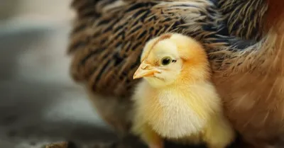 Illustration pip - Image 1