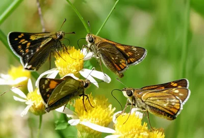 Illustration bobs - Image 1