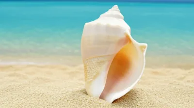 Illustration cowrie - Image 1