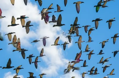 Illustration morbidity - Image 1