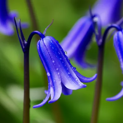 Illustration belled - Image 1