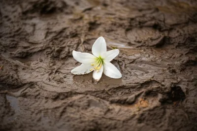 Illustration defiled