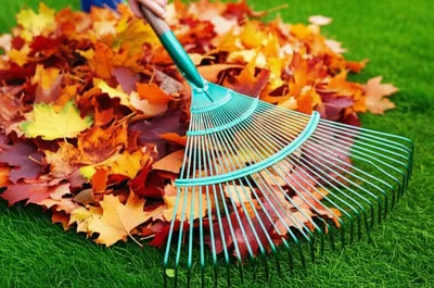 Illustration rakes - Image 1