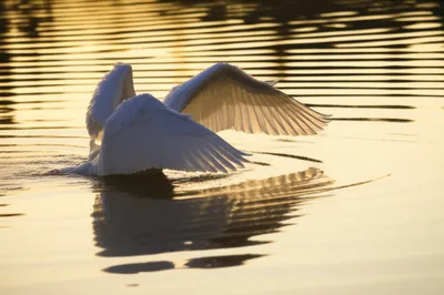 Illustration glides - Image 1