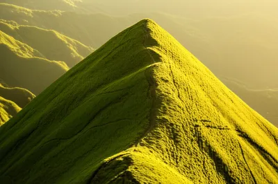 Illustration pea - Image 1