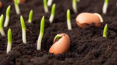 Illustration populate - Image 1