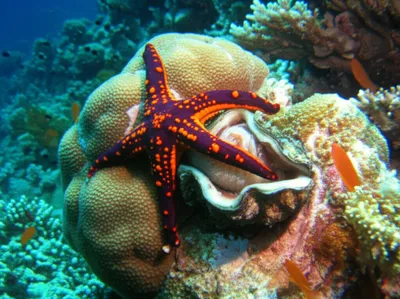 starfish
