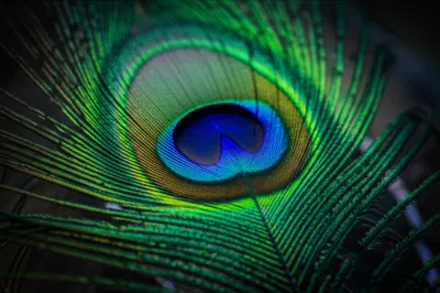 Illustration ocellus - Image 1