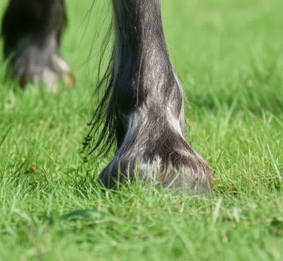 Illustration fetlock