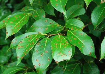 Illustration measles - Image 1