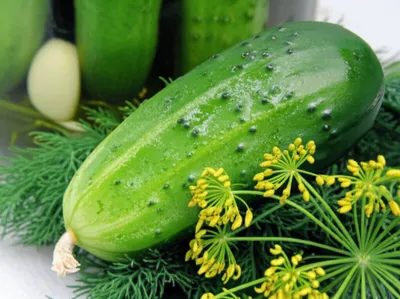 Illustration picklers - Image 1