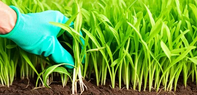 Illustration rogue - Image 1