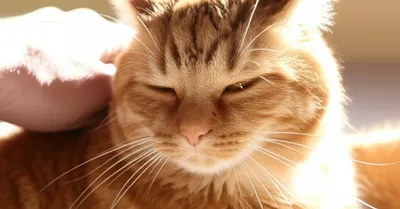 Illustration liking - Image 1